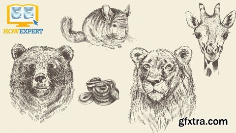 How To Draw Animals