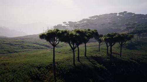 Videohive - Aerial Panorama View To Mago National Park - 43220549 - 43220549