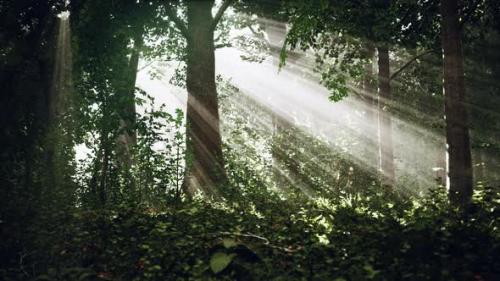 Videohive - Forest Trees Nature Green Wood Sunlight View - 43220775 - 43220775