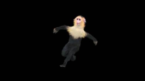 Videohive - 59 Monkey Dance HD - 43224583 - 43224583