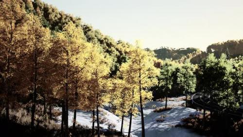 Videohive - Magical Yellow Trees Glowing in the Sun - 43242487 - 43242487