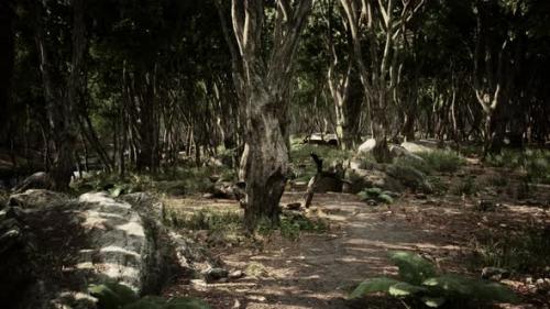 Videohive - Forest in Darkness with Grass and Rocks - 43243823 - 43243823