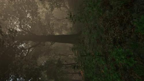 Videohive - Vertical Format of Mysterious Foggy Forest - 43263939 - 43263939