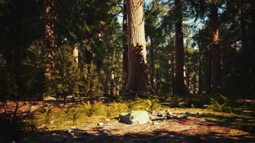 Videohive - Sequoia Redwood Trees in the Sequoia National Park Forest - 43264121 - 43264121