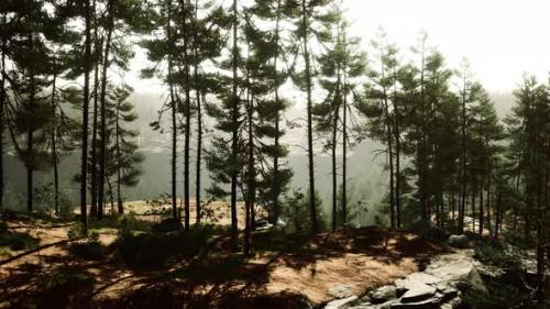 Videohive - Beautiful Remote Evergreen Forest in Mountain - 43274953 - 43274953