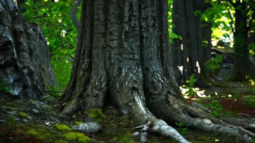 Videohive - Peaceful Magical Mossy Forest Scene - 43275250 - 43275250