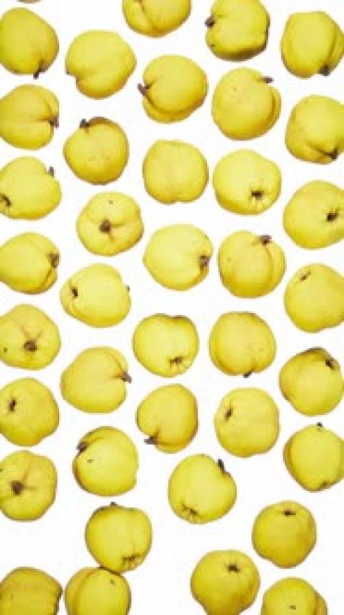 Videohive - Vertical Falling Quinces on White - 43283912 - 43283912