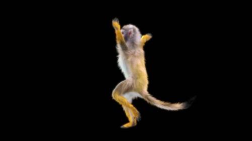 Videohive - 51 Monkey Dance HD - 43369396 - 43369396