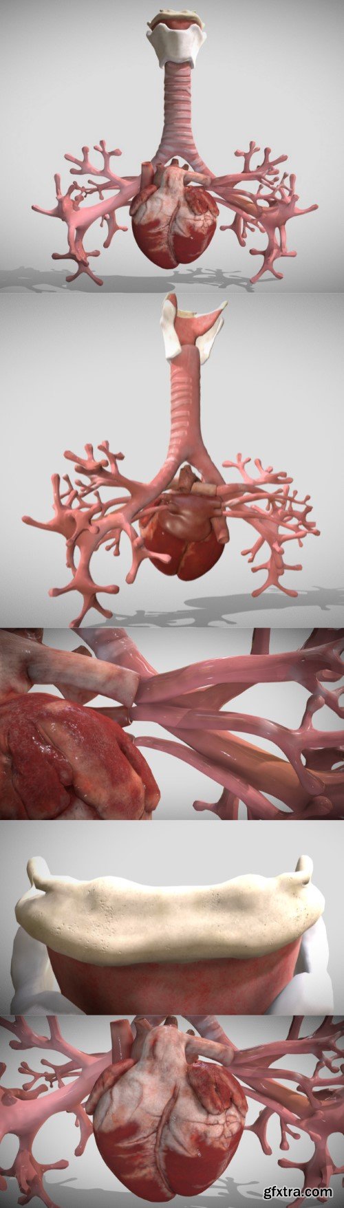 Heart Bronchiole Airways 3D model