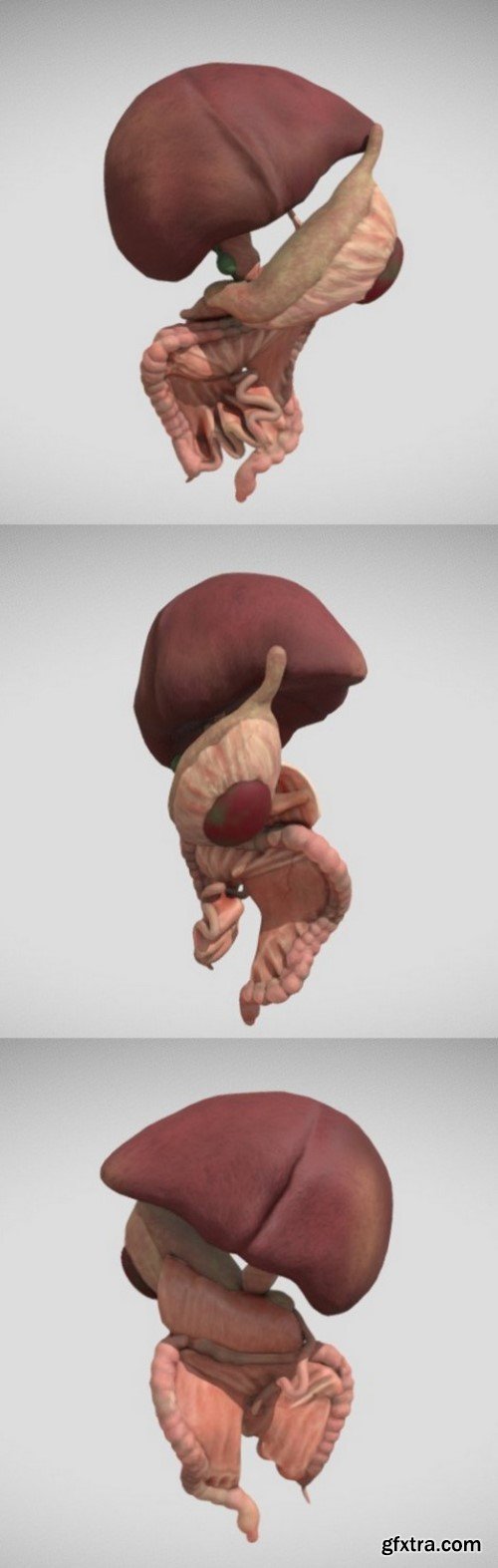 Fetal digestive system 3d model