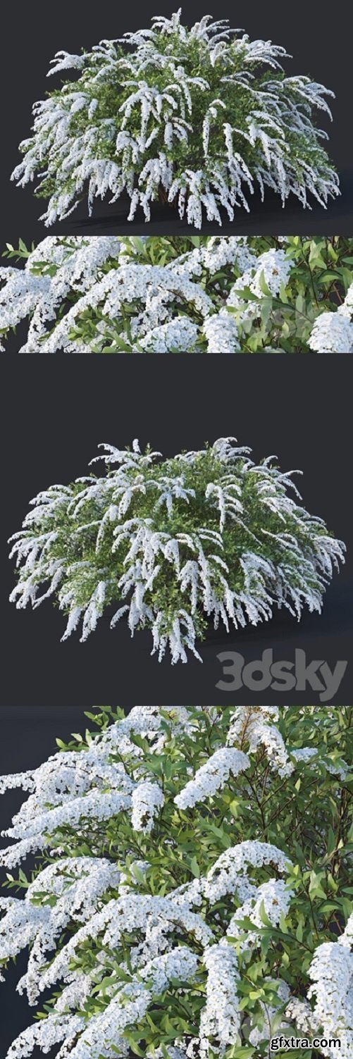 Spiraea # 6 Spiraea X Cinerea. Grefsheim H140cm