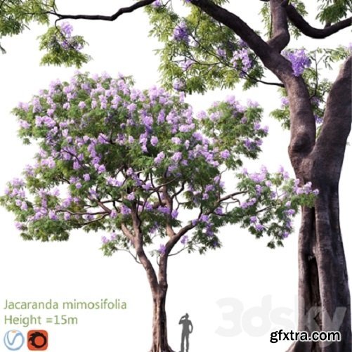 Jacaranda mimosifolia | Height = 15m # 3