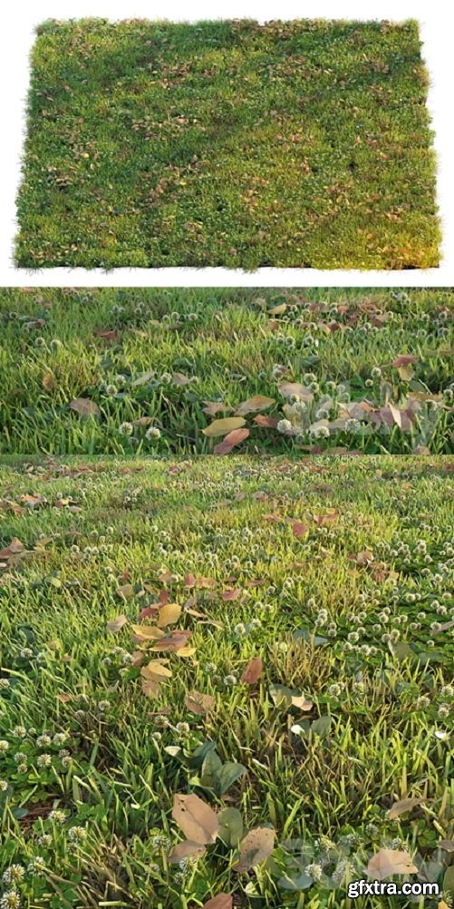 Lawn with clover and dry leaves