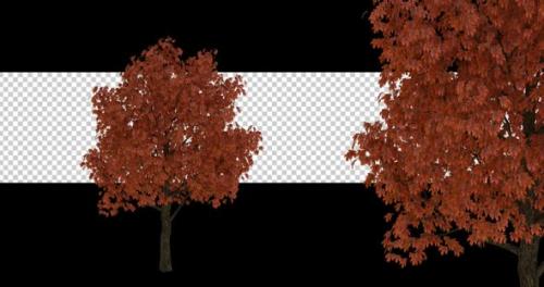 Videohive - Autumn Tree On Alpha - 43382712 - 43382712