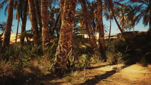 Videohive - Date Palm Plantation at Sunset - 43398889 - 43398889