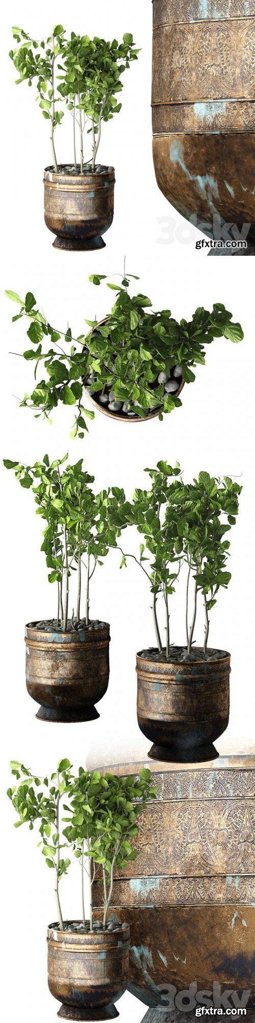 Ficus Lyrata