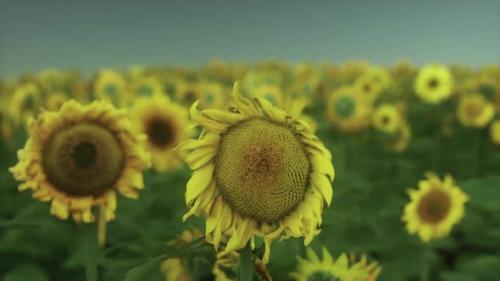 Videohive - Sunset Landscape at Sunflower Field - 43426802 - 43426802