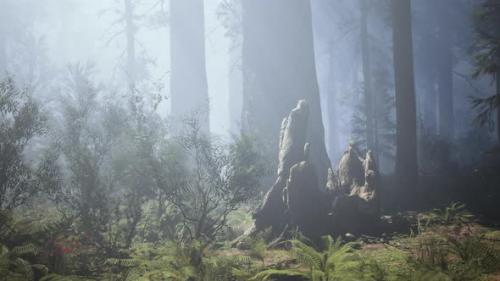 Videohive - Huge Redwoods Located at the Sequoia National Park - 43426851 - 43426851