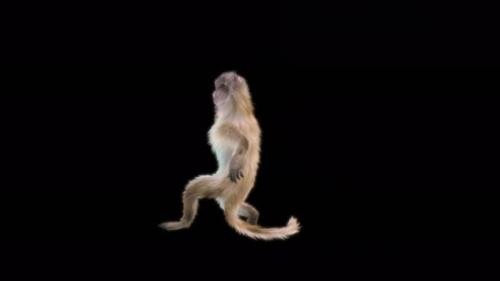 Videohive - 59 Monkey Dance 4K - 43445160 - 43445160