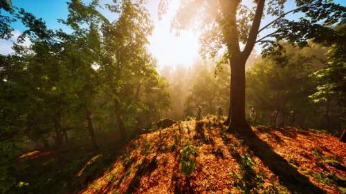 Videohive - Sun Rays Flowing Through the Tree Trunks of the Evergreen Forest - 43425945 - 43425945