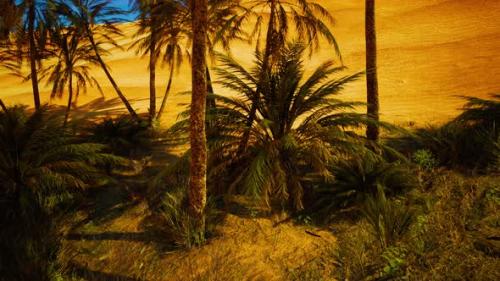 Videohive - Palms Oasis in the Desert - 43491541 - 43491541
