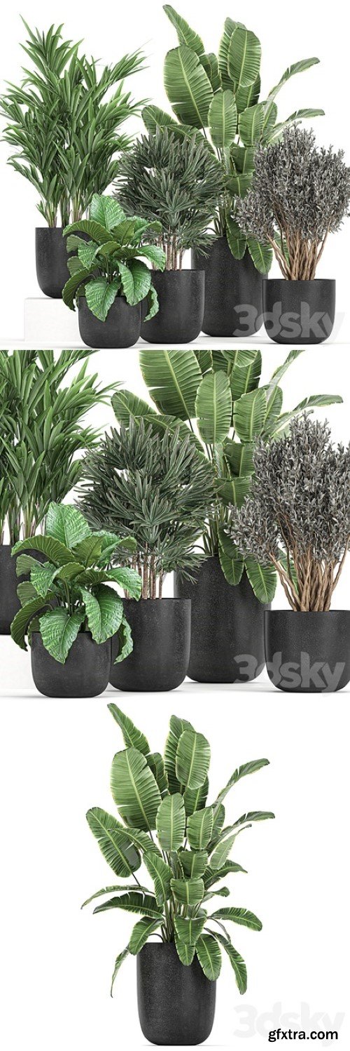 Plant collection 813. Banana, olive, Rapis, Alocasia, bushes, palm tree, black pot, interior, decorative, flower, pot, plants