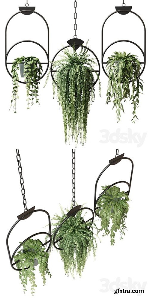 Ampel plants in hanging pots with black rings – set 15