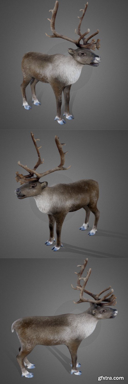 Reindeer 3D model