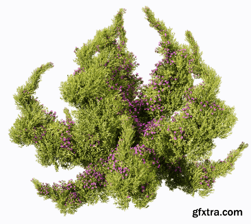 Sedum sarmentosum 4 3D model