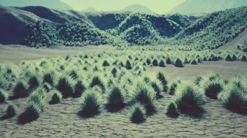 Videohive - Bush in Semi Desert Large Wasteland - 43543570 - 43543570