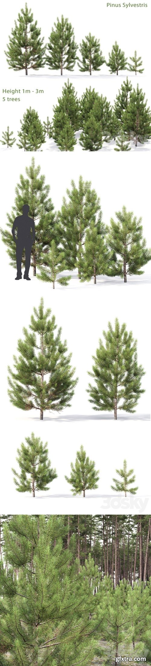 Pine 3D model