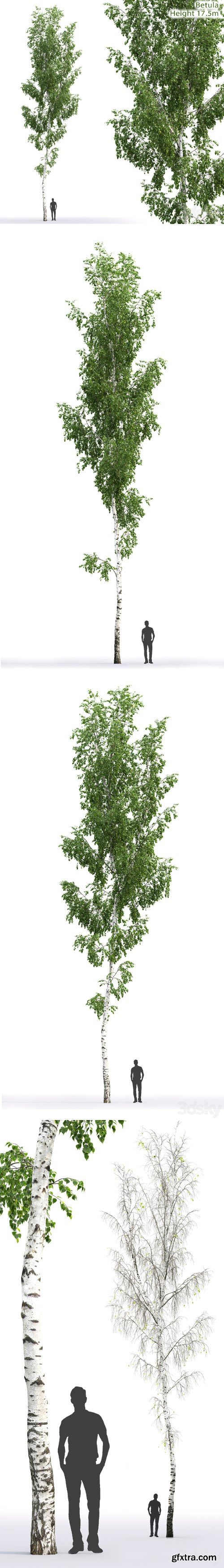 Betula