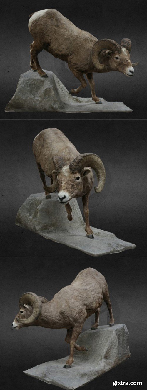 Big Horn Sheep 3D Model
