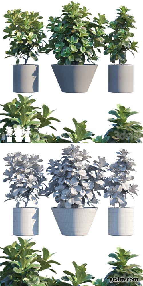 Plant in pots # 19: Ficus Lyrata 3m | Corona