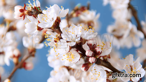 Apricot Branch With Flowers Blossoming 110211