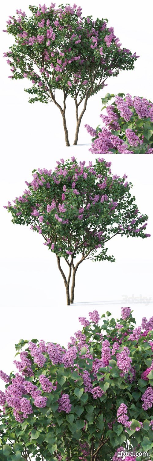 Lilac, Syringa vulgaris # 3 Tree | Vray+Corona