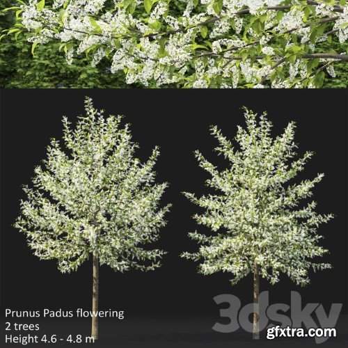 Bird Cherry Prunus Padus Flowering 3 | Corona