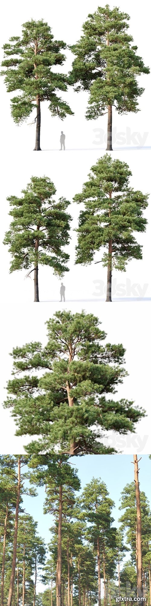 Pinus sylvestris Nr16 H12-14m Two tree set | Corona