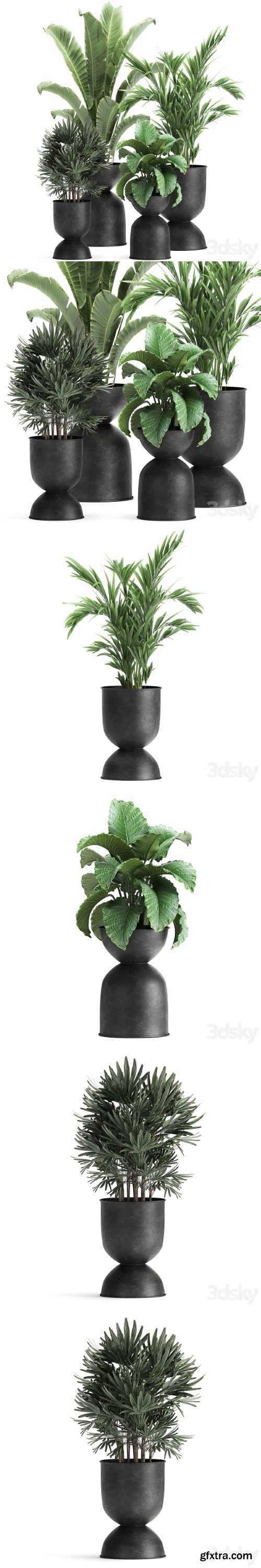 Plant collection 897. Black flowerpot, Strelitzia, banana, Hovea, palm tree, loft, industrial style, Alocasia, bush, flower, Raphis Palm, Howea forsteriana | Vray