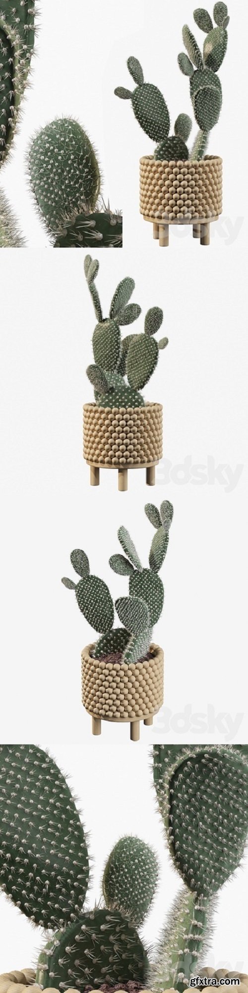 Plants collection 038 – Opuntia microdasys 03  | Vray+Corona