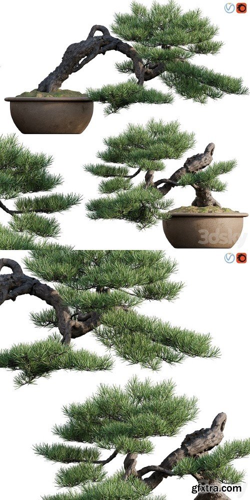 Pine Bonsai 03 | Vray+Corona