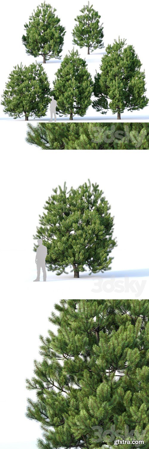 Pinus Sylvestris 2 | Vray+Corona