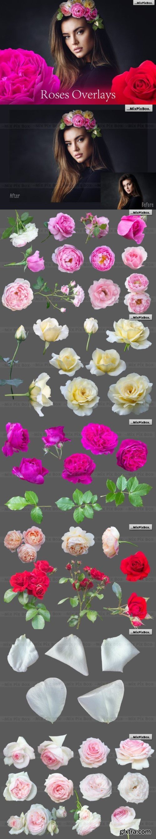 Roses Photo Overlays