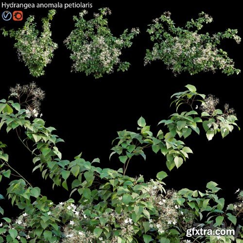 Pro 3DSky - Hydrangea anomala petiolaris - Climbing Hydrangea 02