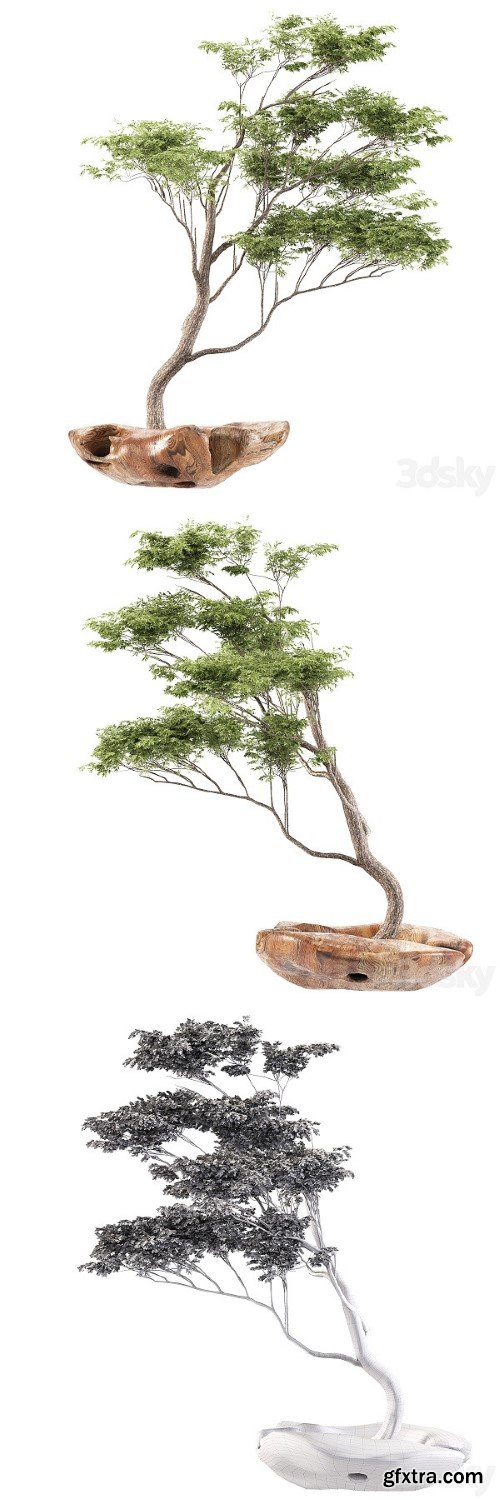 Pro 3DSky - Bonsai5