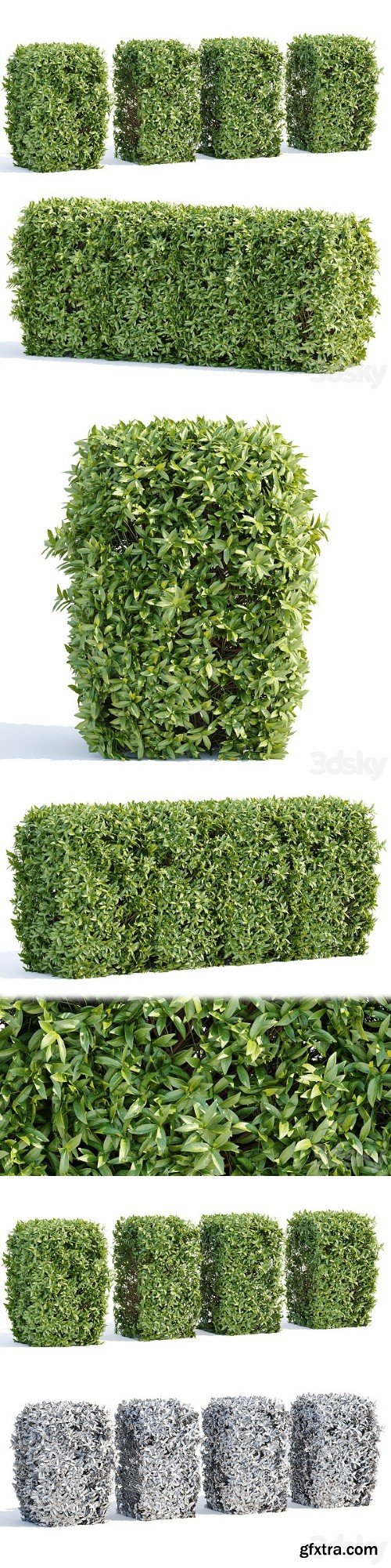 Laurel Hedging Bushes Vol 111 | Vray+Corona