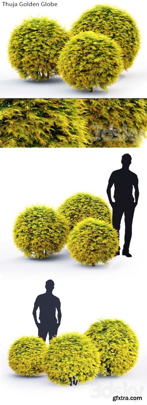 Pro 3DSky - Thuja Golden Globe