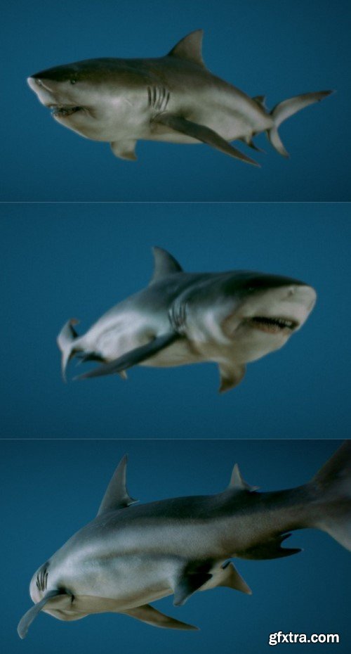 Bull Shark 3D Model