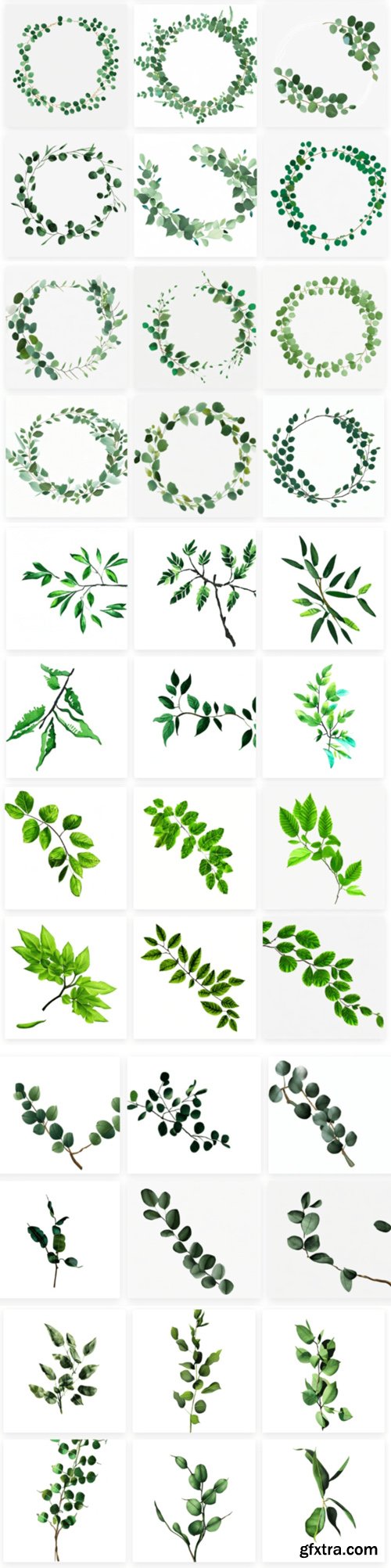 Eucalyptus Leaves PNG Collection