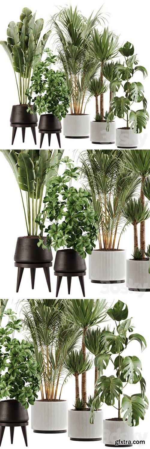 Indoor plant Set 13